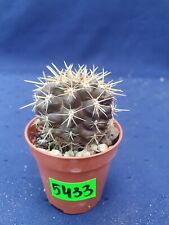 Pyrhocactus 5433p for sale  Shipping to South Africa