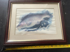 Old common carp for sale  HAYES