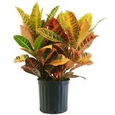 Croton petra live for sale  Homestead