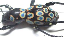 P001 BI | NL : Pachyrrhynchus congestus ocellatus male 17mm*********************, used for sale  Shipping to South Africa