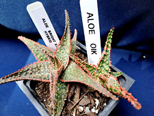 Aloe hybrid collection for sale  Port Charlotte