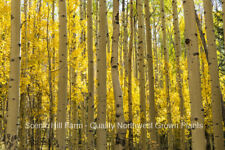 Quaking aspen live for sale  Albany