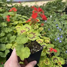PELARGONIUM ‘ALPHA’! FANCY LEAVED GERANIUM!, used for sale  Shipping to South Africa