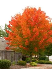Maple glorys octobers for sale  Mcminnville
