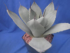 Agave parryi truncata for sale  Tucson