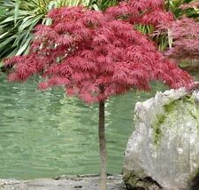 Acero rosso giapponese usato  Valmacca