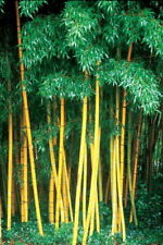 Used, 10 Seeds Yellow Bamboo Fresh Garden plant seeds Phyllostachys Viridis  for sale  Shipping to South Africa