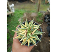 Haworthia Limifolia Variegated Yellow free pythosanitary ship by dhl express for sale  Shipping to South Africa