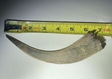 Mountain goat horn for sale  Mount Pleasant