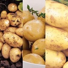 Seed potato mix for sale  GLASGOW