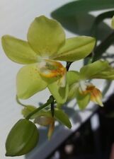 Rchidee phalaenopsis duftorchi gebraucht kaufen  Andernach