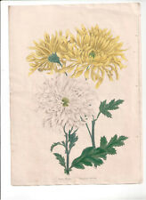 1836 florists magazine for sale  LONDON