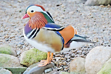 Mandarin carolina duck for sale  NEWRY