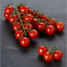 Piccolo red cherry for sale  BEAWORTHY