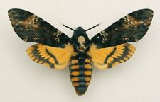 Sphingidae - Acherontia atropos - Death's-head Hawk-moth - #198 - female for sale  Shipping to South Africa