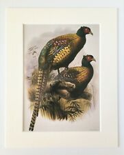 Chinese pheasant bird for sale  NORWICH