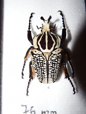 Coleopteras privater sammlung gebraucht kaufen  Pliezhausen