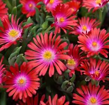 Delosperma plug plants for sale  LONDON