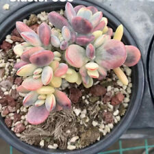 Cotyledon orbiculate variegate for sale  Ireland