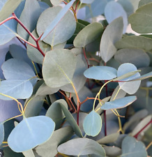 Eucalyptus populus 100-150cm -  - eucalipto a foglie di pioppo ** comprar usado  Enviando para Brazil