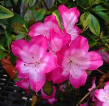 Vibrant azalea rhododendron for sale  Mobile