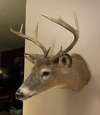 Whitetail deer head for sale  Vesper