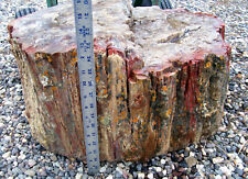 Petrified wood log for sale  Fairview