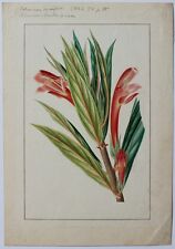 Edouard MAUBERT superb original watercolor CRASSOFOLIA COLUMN Revue Horticle for sale  Shipping to South Africa