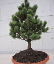 Pinus parviflora hagoromo gebraucht kaufen  Zetel