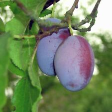 plum tree for sale  Shipping to Ireland