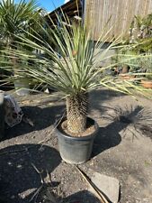 Large yucca rostrata for sale  UXBRIDGE