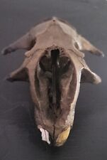 Mammal fossil skull for sale  ANDOVER