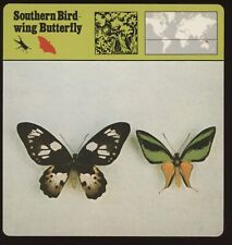 Southern Birdwing Butterfly  Safari Cards Rencontre Insects for sale  Shipping to South Africa