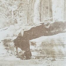 California Mammoth Trees Sequoia Redwood Forest Gateway Father Stereoview E67, used for sale  Shipping to Canada