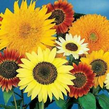 Sunflowers sorts mix for sale  Sevierville