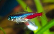 Neon tetra fish for sale  HAYWARDS HEATH