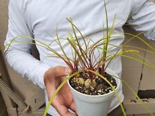 Beaucarnea ponytail palm for sale  Garden Grove