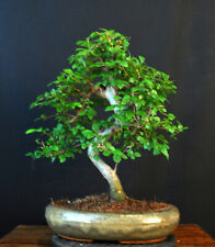 Bonsai chinese elm for sale  Shipping to Ireland
