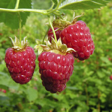 raspberry ruffles for sale  PETERBOROUGH