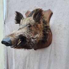 Taxidermy monster giant d'occasion  Moulins