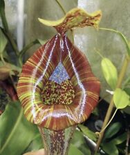 Nature beautiful nepenthes for sale  Avondale