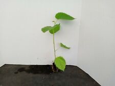 Dwarf everbearing mulberry for sale  Ocala