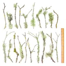 Count live lichen for sale  Sequim