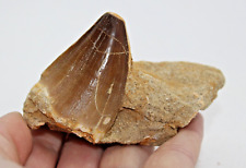 Mosasaur fossil tooth for sale  BECCLES