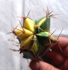 23. Lemaireocereus pruinosus variegata 2x3.5cm, grafted, strombocactus, cactus for sale  Shipping to South Africa