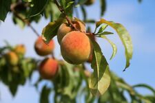 Stecklinge pfirsichbaum set gebraucht kaufen  Kaiserslautern