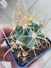 Ferocactus chrysacanthus vaso usato  Cuneo