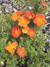 Potentilla range finger gebraucht kaufen  Kronburg