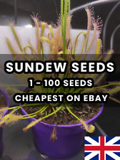 Carnivorous plant drosera for sale  SUNDERLAND
