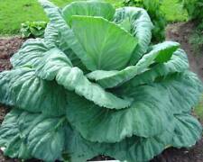 Giant cabbage seeds for sale  Shasta Lake